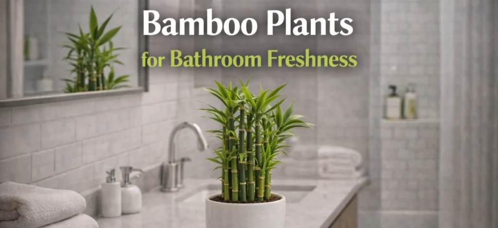 Bamboo plants for bathroom freshness and humidity